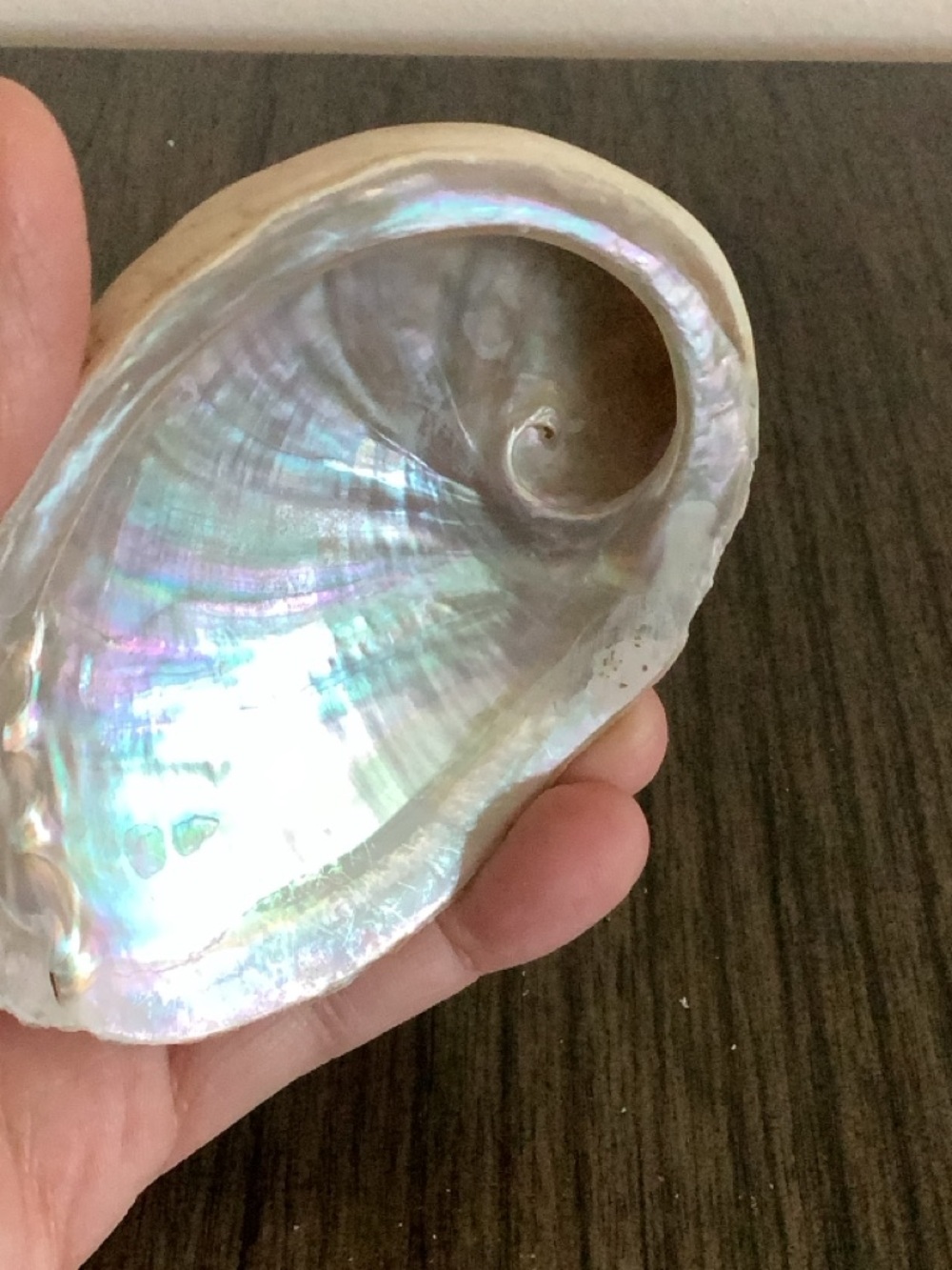 Abalone Haliotis Rufescens Shell 4.5" Long - Picture 3 of 13